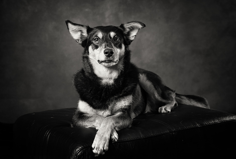 Black And White Dog Photography - PetsWall