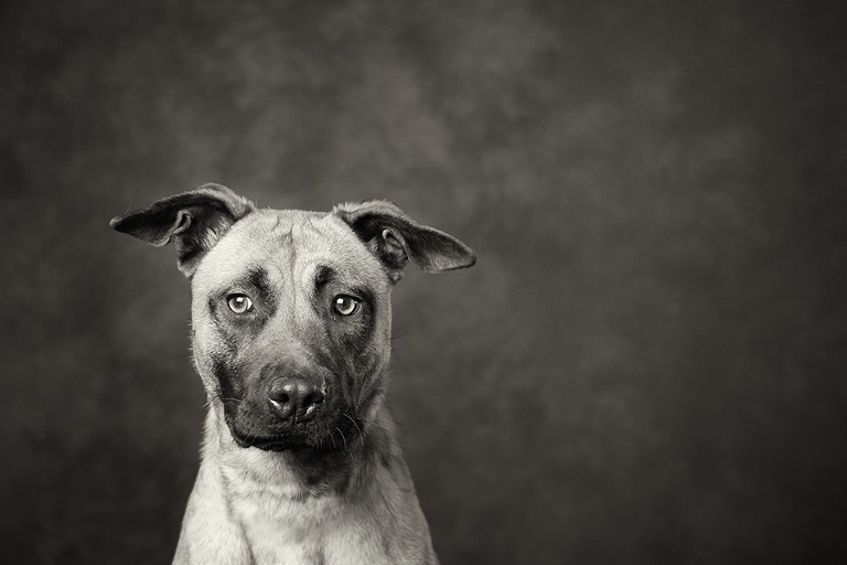 Dog Photography Black And White PetsWall