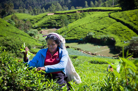 Explore Sri Lanka . Tea Fields Nuwara Eliya