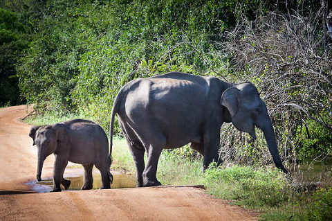 Explore Sri Lanka. Yala National Park