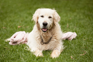 Oscar dog after leg amputation