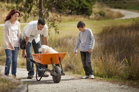 Losing a Pet. last photoshoot Oscar dog photography sick melbourne