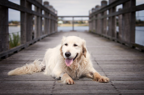 Losing a Pet. last photoshoot Oscar dog photography sick melbourne