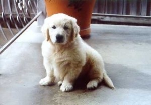 Oscar as Puppy First day home