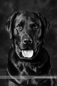 Black and White Dog photography fine art Labrador