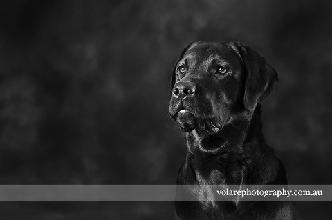 Black Labrador. Black and White Dog photography fine art