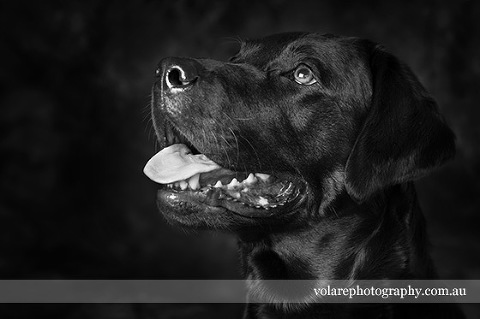 Black Labrador. Black and White Dog photography fine art