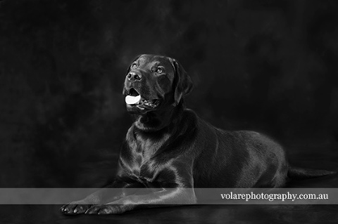 Black Labrador. Black and White Dog photography fine art