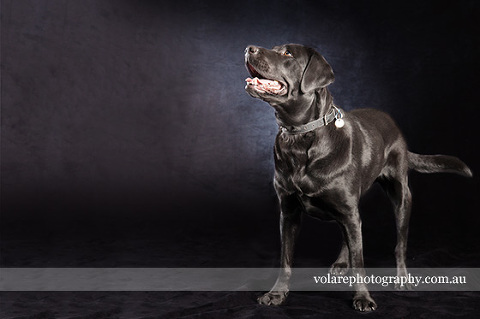 Black Labrador. Black and White Dog photography fine art