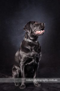 Black and White Dog photography fine art Labrador