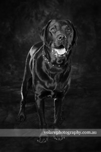 Black and White Dog photography fine art Labrador