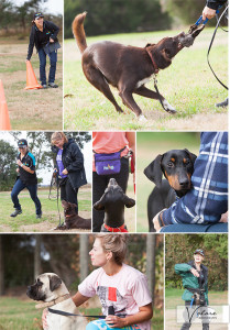 Dog Photography Melbourne Pets Training