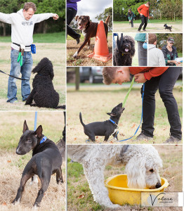 Dog Photography Melbourne Pets Training