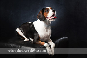 Beaglier Dog Photography Melbourne