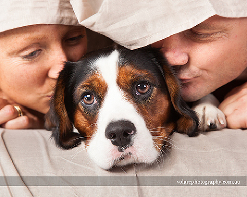 Begalier Photos. Family Dog Photography Melbourne