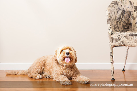 Canine Photography Tips. Cavoodle Animal Photography