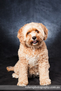 Cavoodle Dog Pet Photography