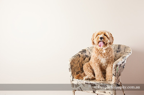Canine Photography Tips. Cavoodle Dog Pet Photography