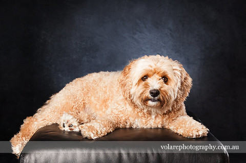Canine Photography Tips. Cavoodle Dog Studio Pet Photography