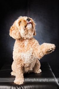 Cavoodle Dog Studio Photography