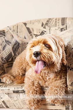Canine Photography Tips. Cavoodle Pet Photography Melbourne