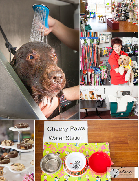 Cheeky Paws Dog Grooming Bentleigh Pet Photography