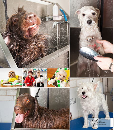 Cheeky Paws Dog Grooming Bentleigh Pet Photography