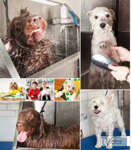 Cheeky Paws Dog Photography Grooming Bentleigh Pet Photography
