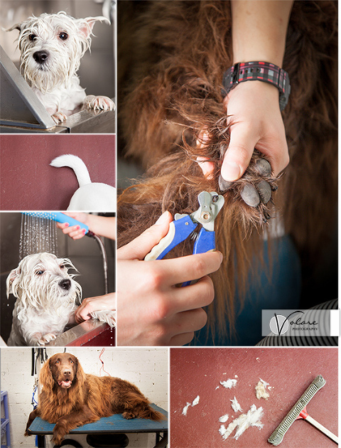 Cheeky Paws Dog Grooming Bentleigh Pet Photography