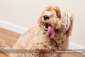 Cavoodle Pet Dog Photography