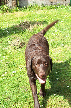Pet Loss. Chocolate Labrador Importance of Pet Dog Photography