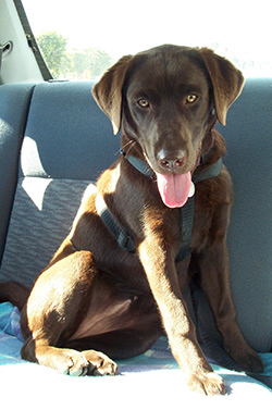 Pet Loss. Chocolate Labrador Importance of Pet Dog Photography Family 2