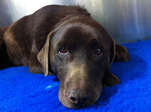 Pet Loss. Chocolate Labrador Importance of Pet Dog Photography