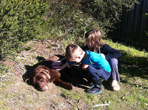Pet Loss. Chocolate Labrador Importance of Pet Dog Photography