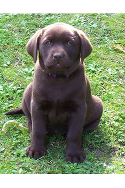 Pet Loss. Chocolate Labrador Importance of Pet Dog Photography 1