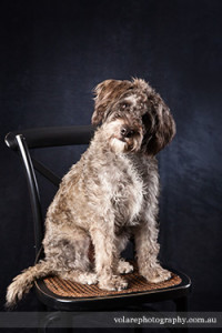 Schnoodle Poodle schnauzer dog studio photography