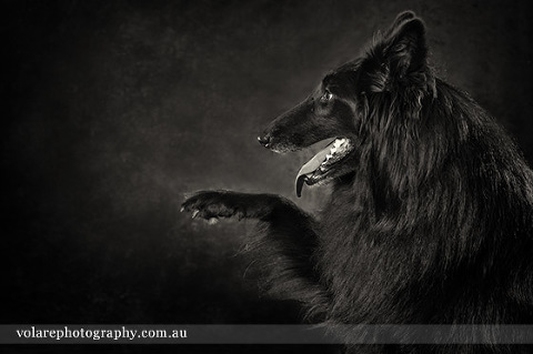 Pet Portraits Melbourne. Belgian Shepherd Black and White Dog Photography
