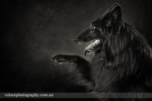 Belgian Shepherd holding paw up for camera Black and White Dog Photography Melbourne