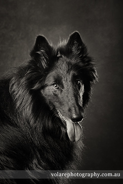 Pet Portraits Melbourne. Belgian Shepherd Black and White Fine Art Photography