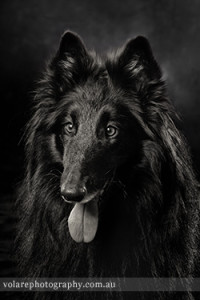 Belgian Shepherd Black and White Pet Studio Photography Melbourne