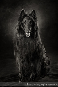 Belgian Shepherd Black and White Photography Melbourne