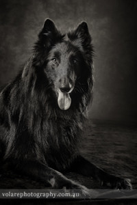 Belgian Shepherd Black and White Studio Dog Photography Melbourne