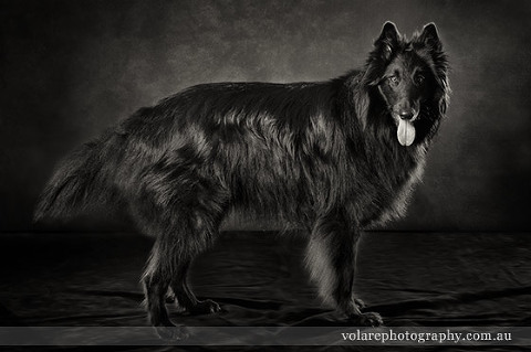 Pet Portraits Melbourne. Belgian Shepherd Black and White Studio Pet Photography