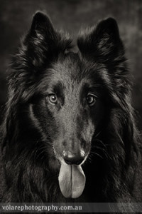 Belgian Shepherd Black and White Studio Photography Melbourne