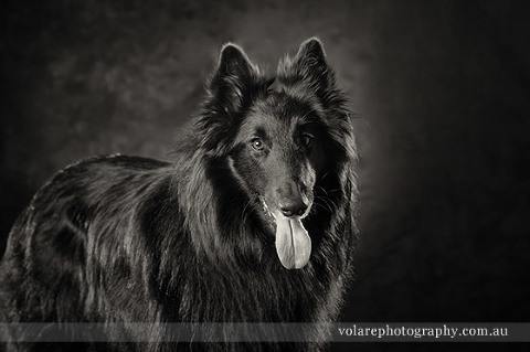 Pet Portraits Melbourne. Belgian Shepherd Studio Photography