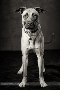 Black and white studio images and photography of dog standing and looking at camera in Melbourne
