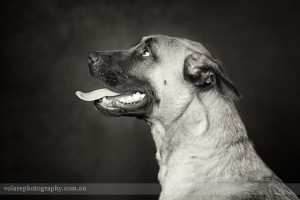 Black and white dog images photographed in studio Melbourne. Side of dog face.
