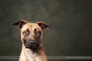Dog portrait photographed in studio in Melbourne for the Victorian Dog Rescue and resource group