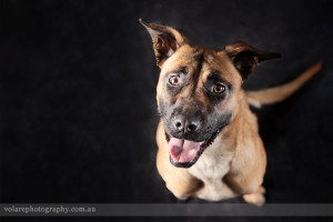 Overhead shot of brown dog in studio Melbourne. Dog images and photography
