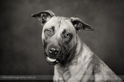 Victorian Dog Rescue Studio dog photography. Rescue Dogs